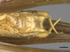 CollectionObject 2211597; f1b01f60-4533-418f-a510-a104bd42ac40, MPEG05035885: Male postabdomen, ventral view. (CollectionObject).