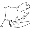 Pygofer, lateral view on Dikraneura (Dikraneura) rubica DeLong & Caldwell, 1937: Genital capsule, lateral view. (Observation).