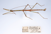 CollectionObject 1557628; 92111e04-b433-4eac-86a8-d1390c92f845: copyright ZMUH, Hamburg. male, lateral view (paralectotype). (CollectionObject).;CollectionObject 1557629; 7ac444f1-f503-4526-87e8-7f2a95f9261b: copyright ZMUH, Hamburg. male, lateral view (paralectotype). (CollectionObject).