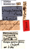 CollectionObject 1500796; 7c38f4bc-2f4f-4c73-8435-215164c7b0f4: labels (holotype of Piestodactylus longicauda). (CollectionObject).