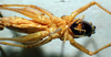 CollectionObject 1534680; e8d91d92-e722-4b8a-99b3-e652102463aa: male, ventral view (holotype). (CollectionObject).