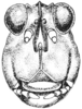 Neotettix femoratus (Scudder, 1869): male, (ecotype bolteri) head, facial view. (Otu).