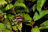 CollectionObject 1576956; 0f1c8cb8-7cbb-4359-8234-974858b52224, CH3260: female, lateral view. (CollectionObject).