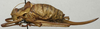 CollectionObject 1535959; 6f79ee15-dc38-4516-b718-cca6615d0ba6: female, lateral view (paralectotype). (CollectionObject).