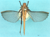 CollectionObject 1518021; 81beea2e-b894-4927-97b0-272bb968ff41, NHMUK010924491: male, dorsal view (syntype). (CollectionObject).