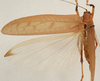 CollectionObject 1534699; ff1d96fe-631e-4577-905a-72d333e070ad: male dorsal (syntype of Mataeus longipennis). (CollectionObject).