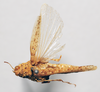 CollectionObject 1540656; 923a74e5-2078-43c5-ac02-40bb26d8fbb2: female, dorsal view (holotype of Tenuitarsus revoili). (CollectionObject).