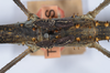 CollectionObject 1557238; 63c671d2-8552-4f83-a8ac-ce71d6e1359b: copyright NHMB, Basel. female: mid thorax showing spines (holotype). (CollectionObject).