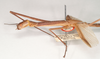 CollectionObject 1558845; NHMUK(SF IMPORT DUPLICATE) 845064, cd03d598-1739-4d2f-83fa-f6208436612e: copyright Natural History Museum, London. female: head and thorax, lateral view (holotype). (CollectionObject).
