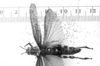 CollectionObject 1506203; 7b3eee0e-d6c3-494c-82ae-7321ffefd586: Image, C.S. Carbonell. female, dorsal view (holotype). (CollectionObject).