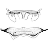 Abdomen, sternal apodemes, ventral view: Abdomen, sternal apodemes, ventral view (male). (Observation).