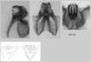 male genitalia. Depicts Melanoplus payettei Hebard, 1936, an Otu.