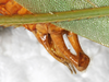 CollectionObject 1566637; NMW 20273, 6d5549f8-8645-434f-afd3-f6b4914370f6: male abdomen tip, dorsal view. (CollectionObject).