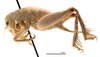 CollectionObject 1578268; 36e5ef0a-6cef-418c-b4e9-978231e5a425: female, lateral view (paratype). (CollectionObject).