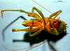 CollectionObject 1516731; a9dd5f70-a58c-4cab-a631-89bf1b5c222f: male, ventral view (holotype). (CollectionObject).
