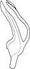 Aedeagus, lateral view on Dikrella (Dikrella) fumida (Osborn, 1928): Aedeagus, lateral view. (Observation).