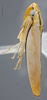 Habitus, lateral view on Cuitlana verticalis Young, 1977: Lateral. (Observation).