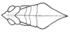 head and pronotum, dorsal view. Depicts Xyleus discoideus discoideus (Serville, 1831), an Otu.