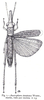 Bactrophora dominans Westwood, 1842: Fig. 1. male, dorsal view. (Otu).