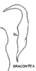 Stylus on Dragonana dracontea (Gibson, 1919): (Observation).
