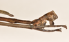 CollectionObject 1598195; c1d630a7-cb30-41a8-9955-a5c88c837715: copyright QM. male: end of abdomen, lateral view (paratype). (CollectionObject).;CollectionObject 1598196; 92134e30-9cd1-46d1-8eda-fc8d0a34f9dd: copyright QM. male: end of abdomen, lateral view (paratype). (CollectionObject).