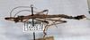 CollectionObject 1560710; d189913b-b18d-4925-a082-6ab33d005b6c: copyright MSNG. Parabrosoma bigibbum male (non type). (CollectionObject).