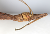 CollectionObject 1559087; NMW 216, 1d2ad33e-903b-4178-9a0a-f130a5b84d6b: copyright NMW, Vienna. female: head, lateral view (syntype). (CollectionObject).