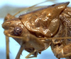 CollectionObject 1529609; 8c1e38e8-f518-44eb-be9f-cd0d5cd54432: female head and pronotum, lateral view (holotype). (CollectionObject).