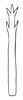 Aedeagus, posterior view: Male: aedeagus, posterior view. (Observation).