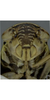 Head: !! display not done !! on Paramesus major Haupt, 1927: Head. (Observation).