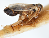 Habitus, lateral view on Elachodelphax (Aschedelphax) hochae (Wilson, 1992): (Observation).