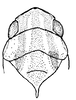 Head: !! display not done !! on Coelella distincta (Oman, 1931): Head, pronotum and mesonotum, dorsal view. (Observation).
