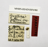 CollectionObject 1588099; 0853b684-939c-406a-a66a-bcd18099ba4d, MNHN-EO-ENSIF6980: labels (paratype of Gryllopsis aelleni). (CollectionObject).