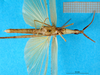 CollectionObject 1502252; 6896807c-a029-4f09-99d5-a00ea2517317: male, ventral view (syntype). (CollectionObject).