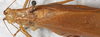 male, dorsal view (syntype). Depicts CollectionObject 1532940; NMW 12012, e8b9a15c-e3ea-44a5-a85a-a17967a1aa81, a CollectionObject.