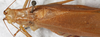 CollectionObject 1532940; NMW 12012, e8b9a15c-e3ea-44a5-a85a-a17967a1aa81: male, dorsal view (syntype). (CollectionObject).
