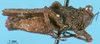 CollectionObject 1507199; f68152e4-2700-4b9b-9f9b-d8cf5c368674: male, right lateral view (syntype). (CollectionObject).
