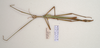 CollectionObject 1562808; fb0e52a9-7934-491b-bb7d-e6c92c04a5ca: copyright ANIC. male, dorsal view (paratype). (CollectionObject).