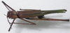 CollectionObject 1543935; f537ba37-e8fc-44f6-adf9-1b07d28d85eb: female, dorsal view (paratype). (CollectionObject).