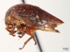 Habitus, lateral view: !! display not done !! on Carynota stupida (Walker, 1851): (Observation).
