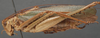 CollectionObject 1475670; f7604f8b-c67e-4af9-98e1-d2d75a7d7fb1: male, lateral view (syntype). (CollectionObject).