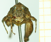 CollectionObject 1532605; 3f7a4f28-6c85-49f1-a5cd-08588ca81966: male, frontal view (holotype). (CollectionObject).