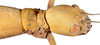 CollectionObject 1572587; 3f988d81-ee32-4370-9e65-a723ddec12e2: copyright ZSMC, Munich. female, head (holotype). (CollectionObject).