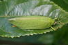 male, dorsal view (Kilimanjaro, Kidia). Depicts Zabalius ophthalmicus (Walker, 1869), an Otu.