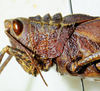 CollectionObject 1498817; d9801811-edea-4dbe-8727-8ee644bd931e: female, head and pronotum, lateral view. (CollectionObject).