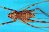 CollectionObject 1500987; 61ac82a5-2cb7-41b8-a492-88ee0f13cc5e, DORSA BGphabukS01: male, dorsal view (holotype). (CollectionObject).