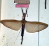 CollectionObject 1561432; NMW 183, de918419-4f5f-4be0-b0cb-51864eb2ab1c: copyright NMW, Vienna. female (holotype). (CollectionObject).