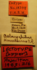 Belanochilus koreshanus - Lectotype labels (NMNH) - (CC BY-NC 3.0) - Photo by Pablo M. Dellapé with permission from the National Museum of Natural History (NMNH), Smithsonian Institution, Washington, D.C Depicts Neortholomus koreshanus (Van Duzee, 1909), an Otu.