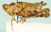 Nepiothericles minimus Descamps, 1977: female, lateral view. (Otu).