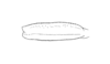 Pseudomitraria pontificalis (Rehn, 1904): Pl. 4, Fig. 4 (after paratype). female, caudal aspect of cephalic femur. (Otu).
